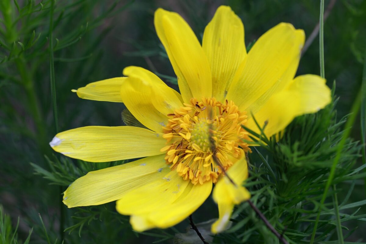 Adonide gialla: come coltivare una splendida fioritura di primavera Adonide gialla: come coltivare una splendida fioritura di primavera