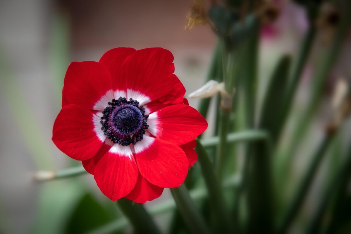 Anemone dei fiorai: come coltivare una fioritura spettacolare