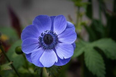 Anemone dei fiorai: come coltivare una fioritura spettacolare
