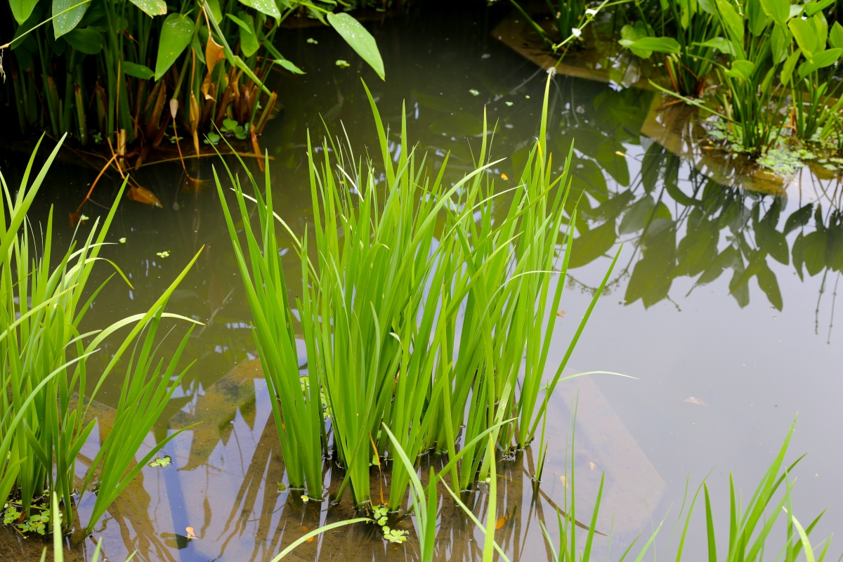 Calamo aromatico: come coltivare e prendersi cura di questa affascinante pianta acquatica Calamo aromatico: come coltivare e prendersi cura di questa affascinante pianta acquatica
