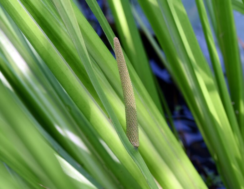 Calamo aromatico: come coltivare e prendersi cura di questa affascinante pianta acquatica