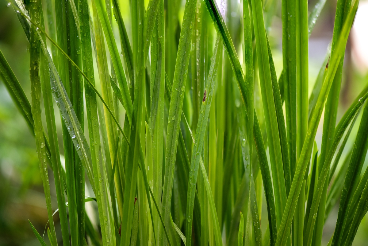 Calamo aromatico: come coltivare e prendersi cura di questa affascinante pianta acquatica Calamo aromatico: come coltivare e prendersi cura di questa affascinante pianta acquatica