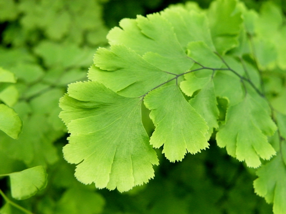 Capelvenere: come coltivare e prendersi cura di questa elegante felce Capelvenere: come coltivare e prendersi cura di questa elegante felce