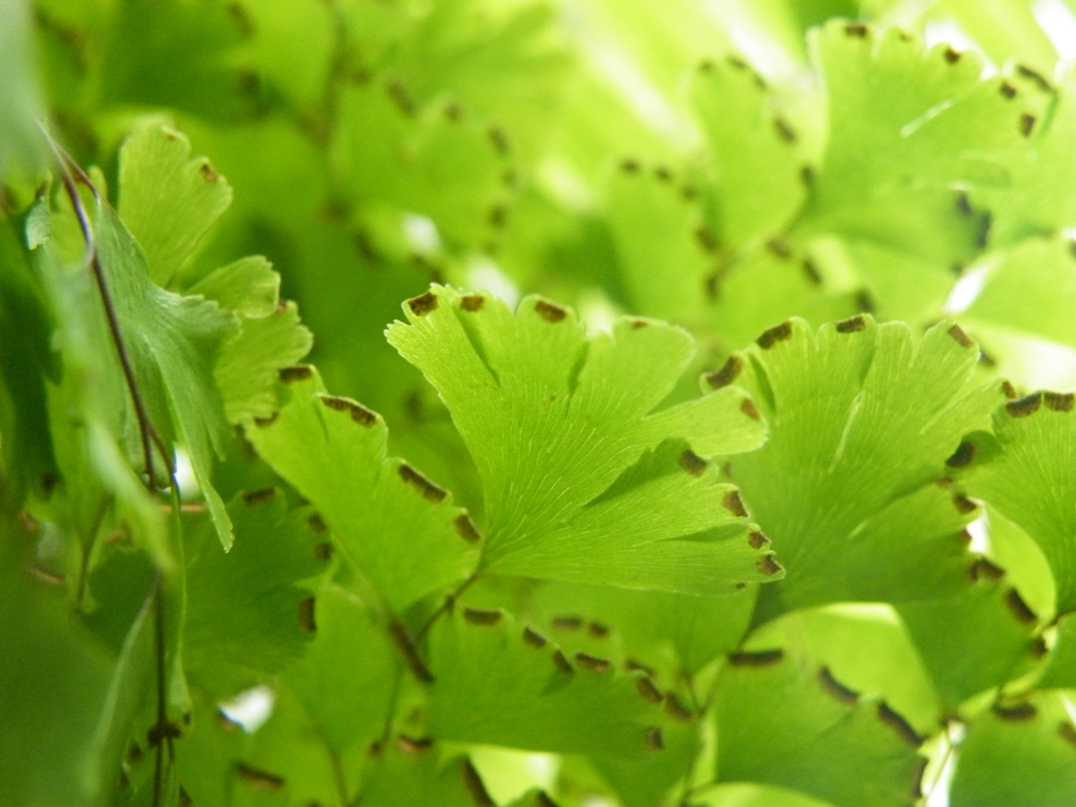 Capelvenere: come coltivare e prendersi cura di questa elegante felce Capelvenere: come coltivare e prendersi cura di questa elegante felce