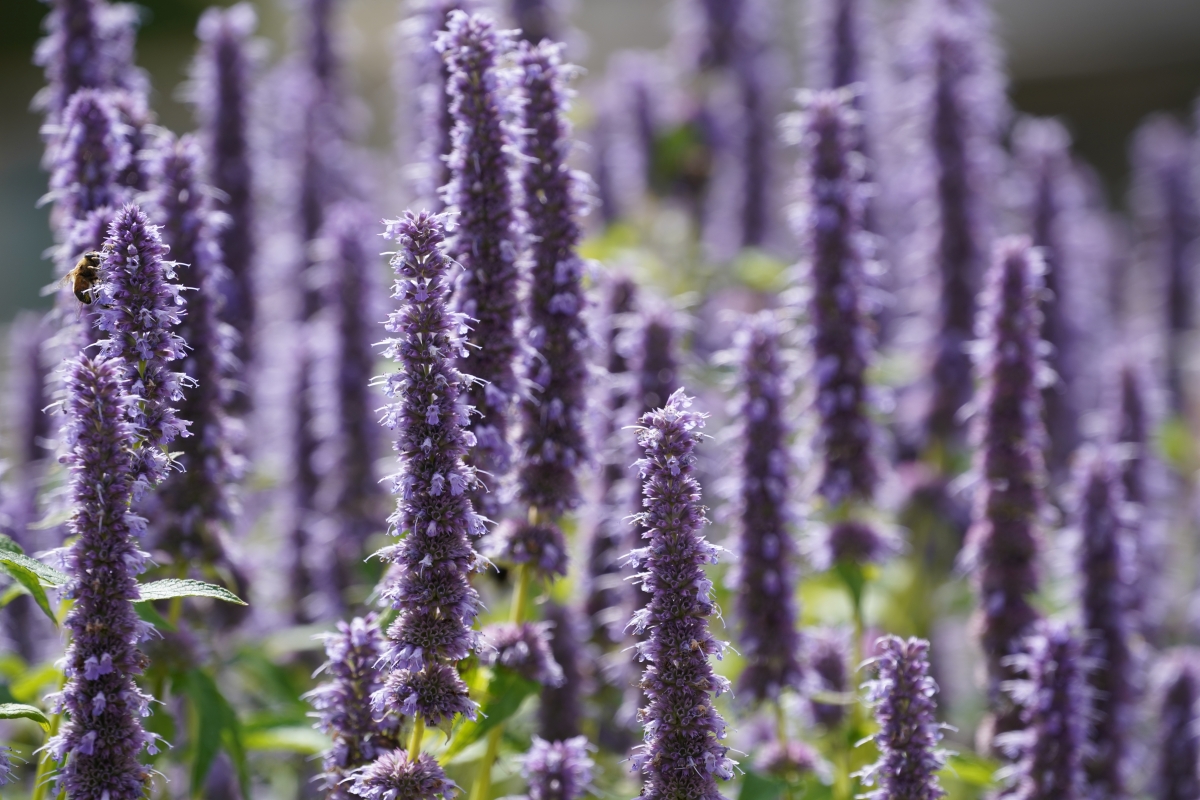 Anice menta: la pianta aromatica profumata, decorativa e facile da coltivare Anice menta: la pianta aromatica profumata, decorativa e facile da coltivare