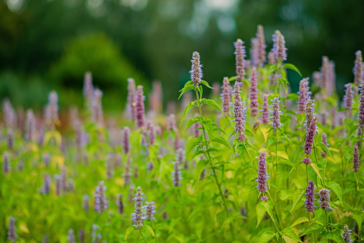 Anice menta: la pianta aromatica profumata, decorativa e facile da coltivare Anice menta: la pianta aromatica profumata, decorativa e facile da coltivare