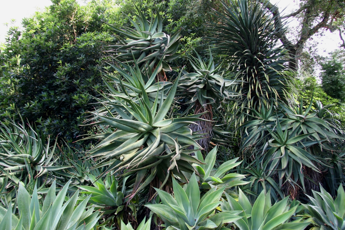 Agave attenuata: come coltivare e prendersi cura dell’agave senza spine Agave attenuata: come coltivare e prendersi cura dell’agave senza spine