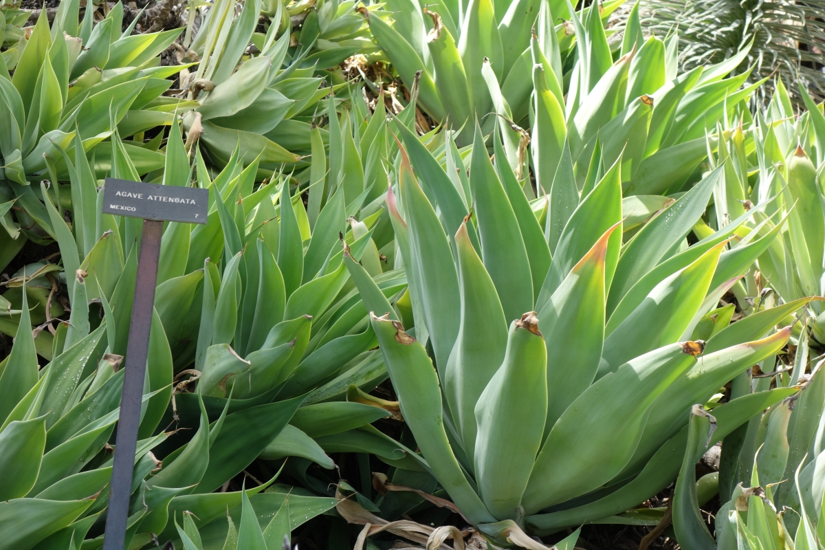 Agave attenuata: come coltivare e prendersi cura dell’agave senza spine Agave attenuata: come coltivare e prendersi cura dell’agave senza spine