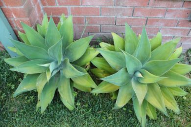 Agave attenuata: come coltivare e prendersi cura dell’agave senza spine