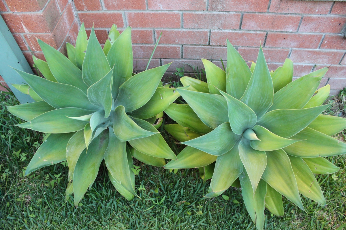 Agave attenuata: come coltivare e prendersi cura dell’agave senza spine Agave attenuata: come coltivare e prendersi cura dell’agave senza spine