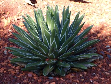 Agave reale: caratteristiche, coltivazione e cura di una succulenta elegante