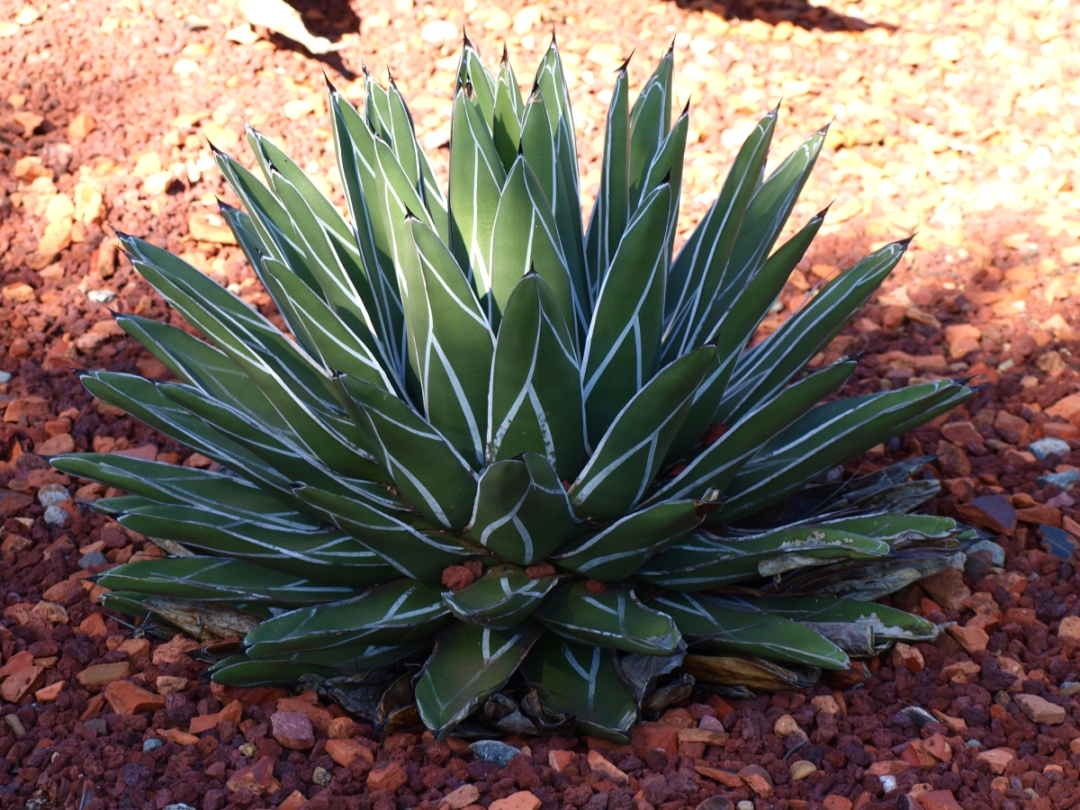 Agave reale: caratteristiche, coltivazione e cura di una succulenta elegante Agave reale: caratteristiche, coltivazione e cura di una succulenta elegante