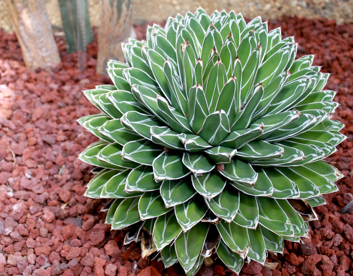 Agave reale: caratteristiche, coltivazione e cura di una succulenta elegante Agave reale: caratteristiche, coltivazione e cura di una succulenta elegante