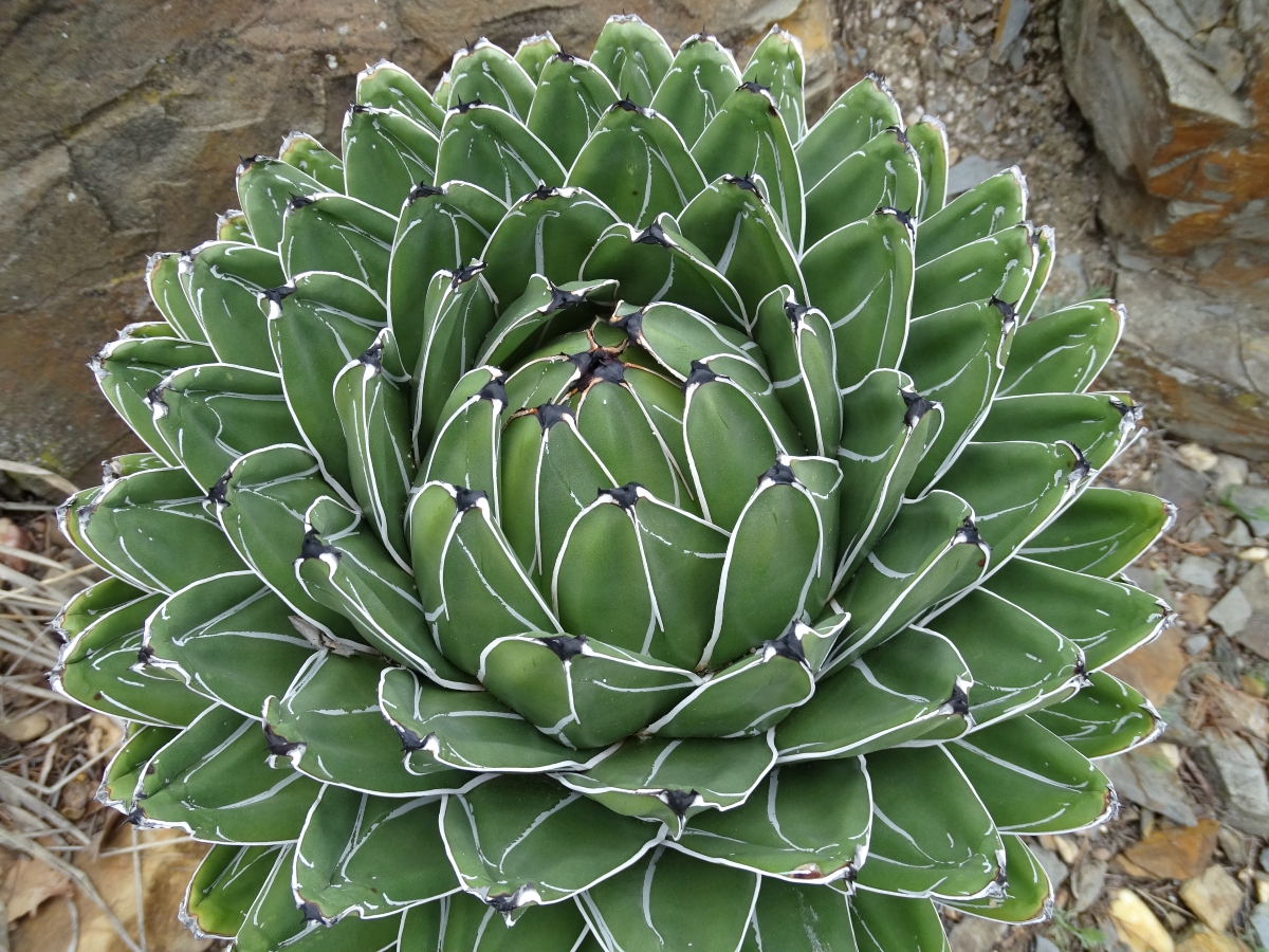 Agave reale: caratteristiche, coltivazione e cura di una succulenta elegante Agave reale: caratteristiche, coltivazione e cura di una succulenta elegante