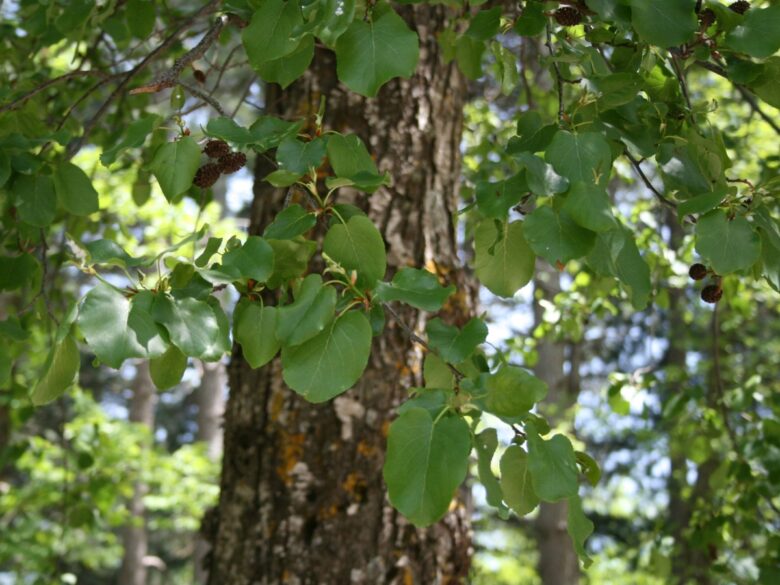Ontano napoletano: caratteristiche, coltivazione e cura dell’Alnus cordata