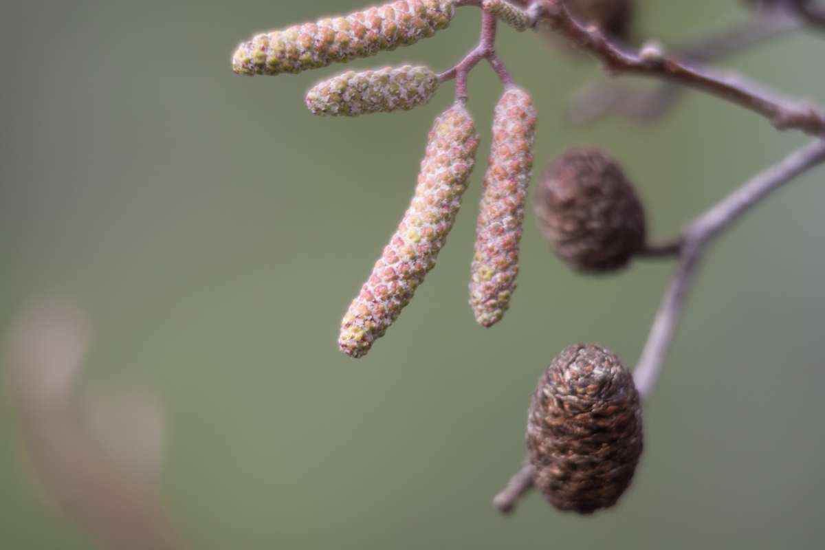 Ontano napoletano: caratteristiche, coltivazione e cura dell’Alnus cordata