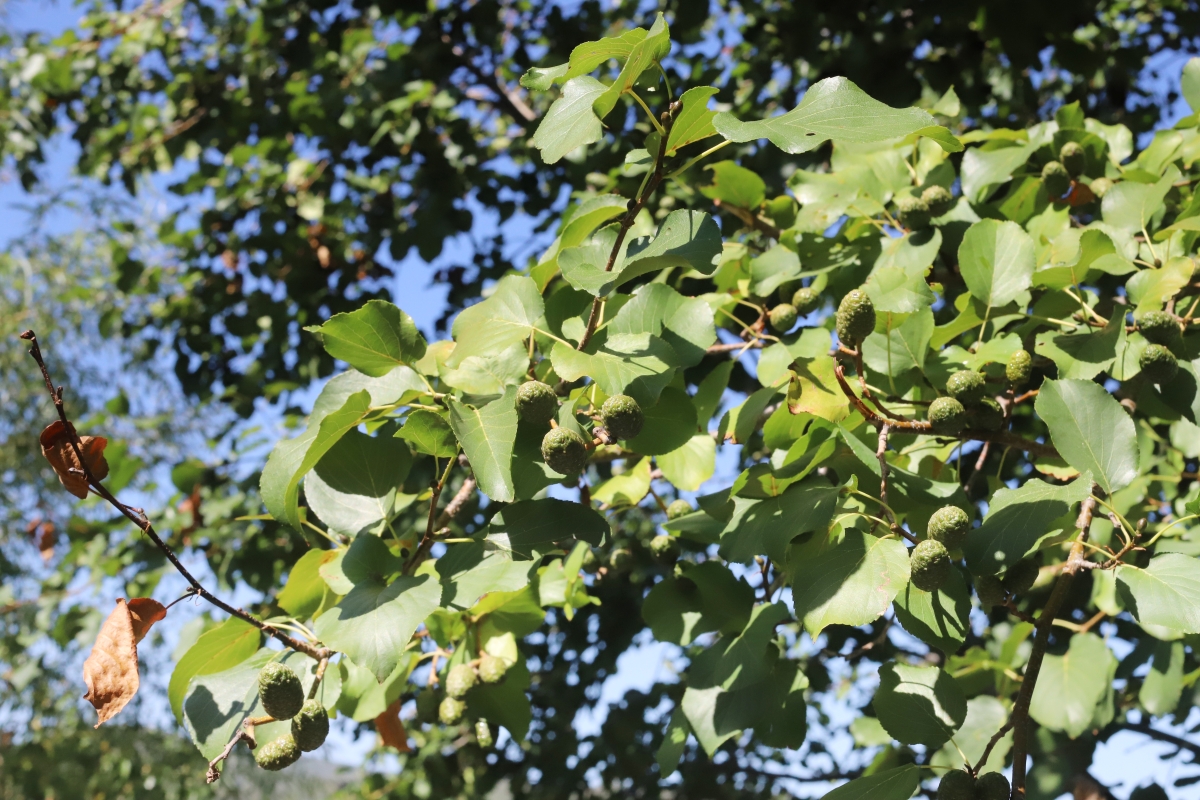 Ontano napoletano: caratteristiche, coltivazione e cura dell’Alnus cordata