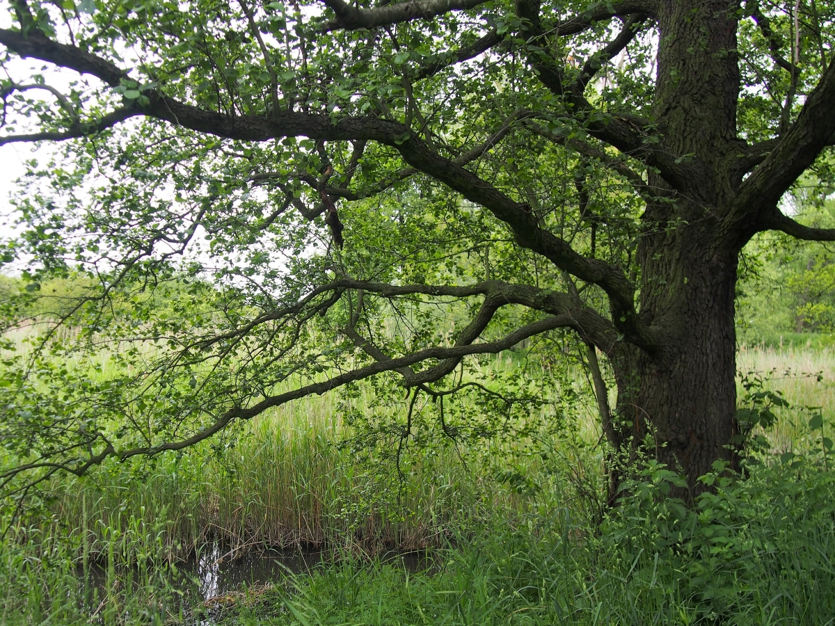 Ontano nero: come coltivare e prendersi cura di un albero amante dell’acqua