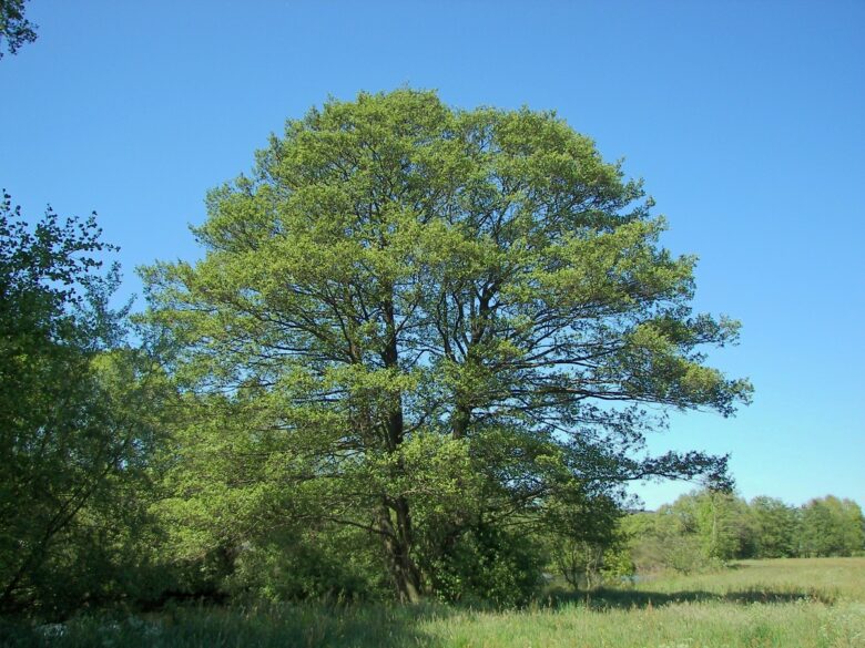 Ontano nero: come coltivare e prendersi cura di un albero amante dell’acqua