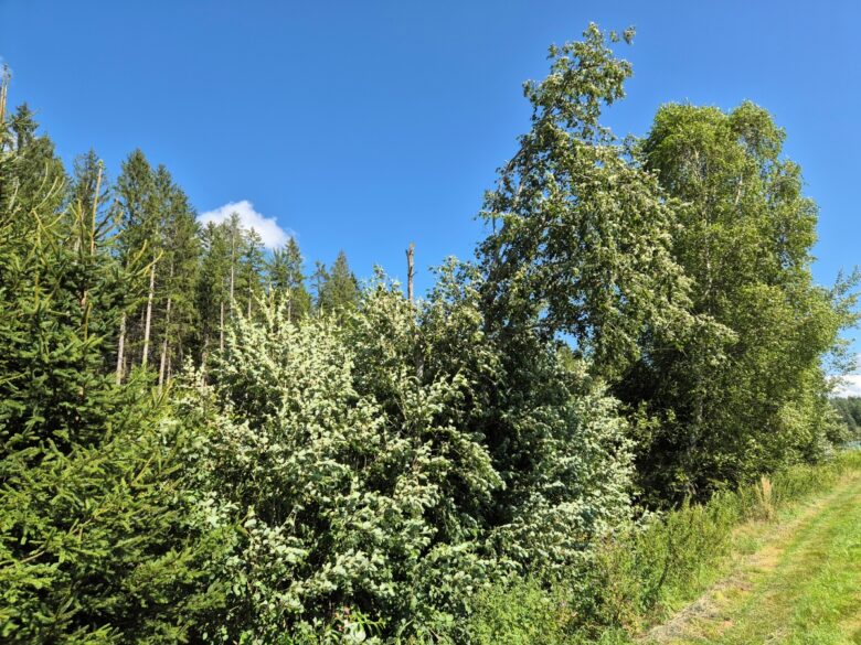 Ontano bianco: caratteristiche, coltivazione e cura dell’Alnus incana