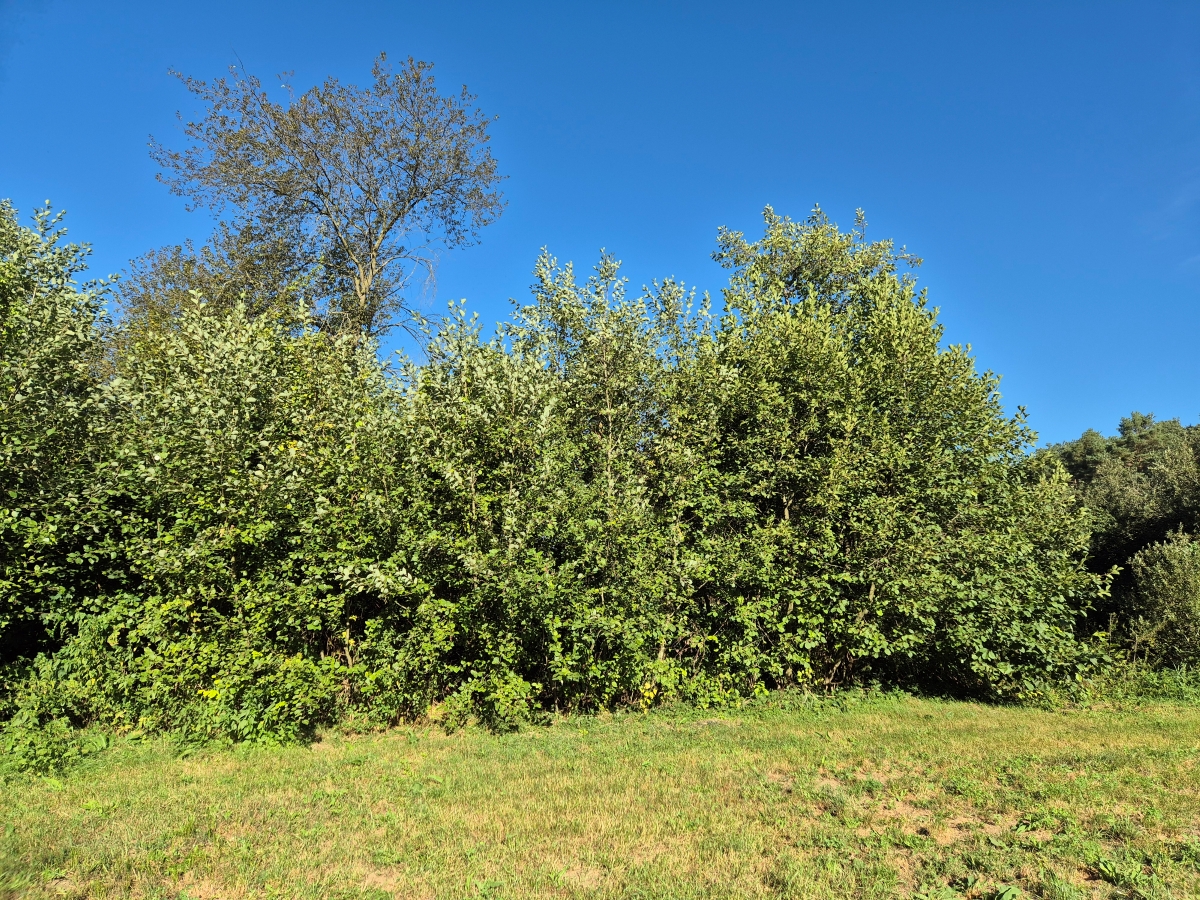 Ontano bianco: caratteristiche, coltivazione e cura dell’Alnus incana