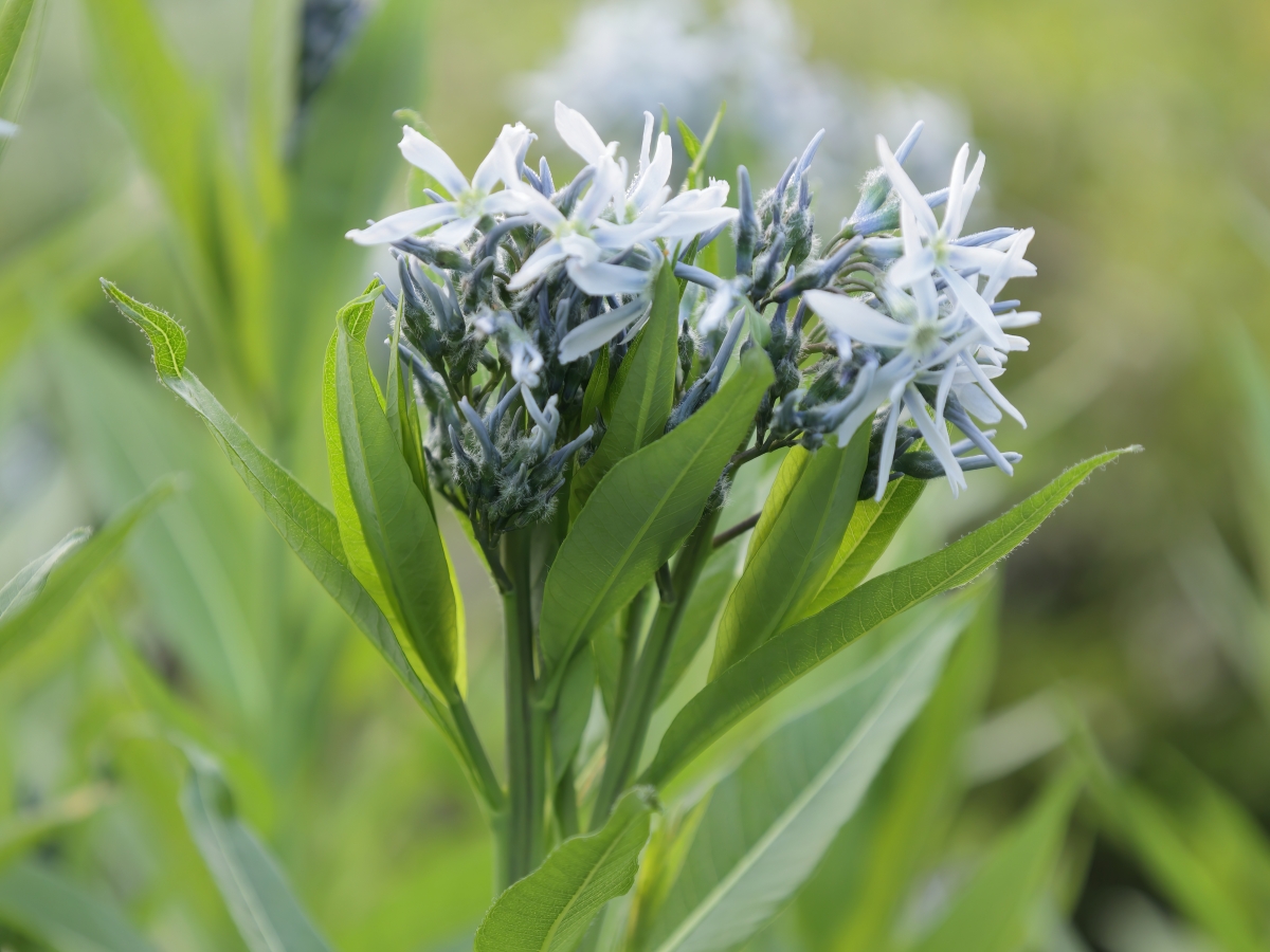 Amsonia salice: come coltivare una perenne elegante e resistente Amsonia salice: come coltivare una perenne elegante e resistente