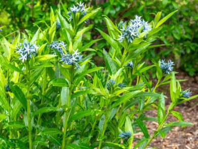 Amsonia salice: come coltivare una perenne elegante e resistente