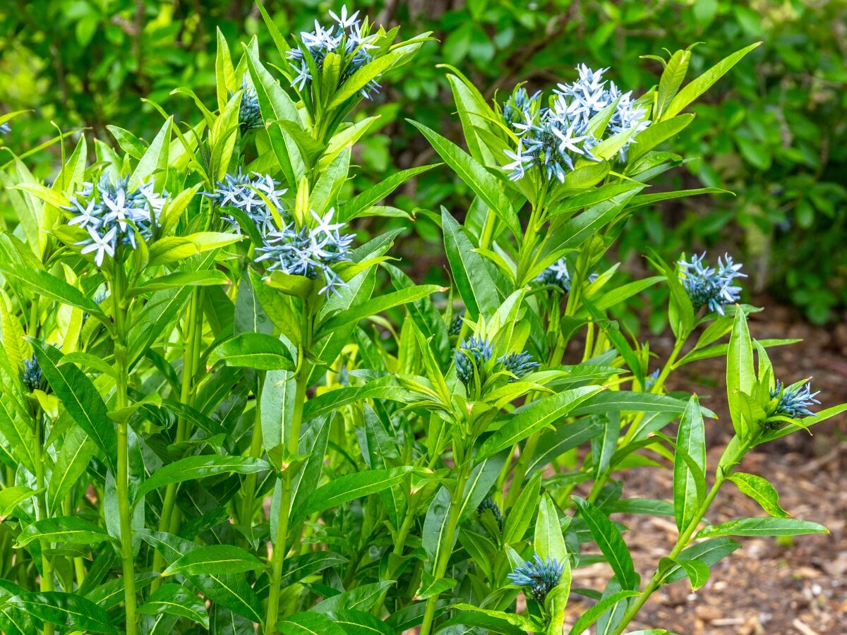 Amsonia salice: come coltivare una perenne elegante e resistente Amsonia salice: come coltivare una perenne elegante e resistente