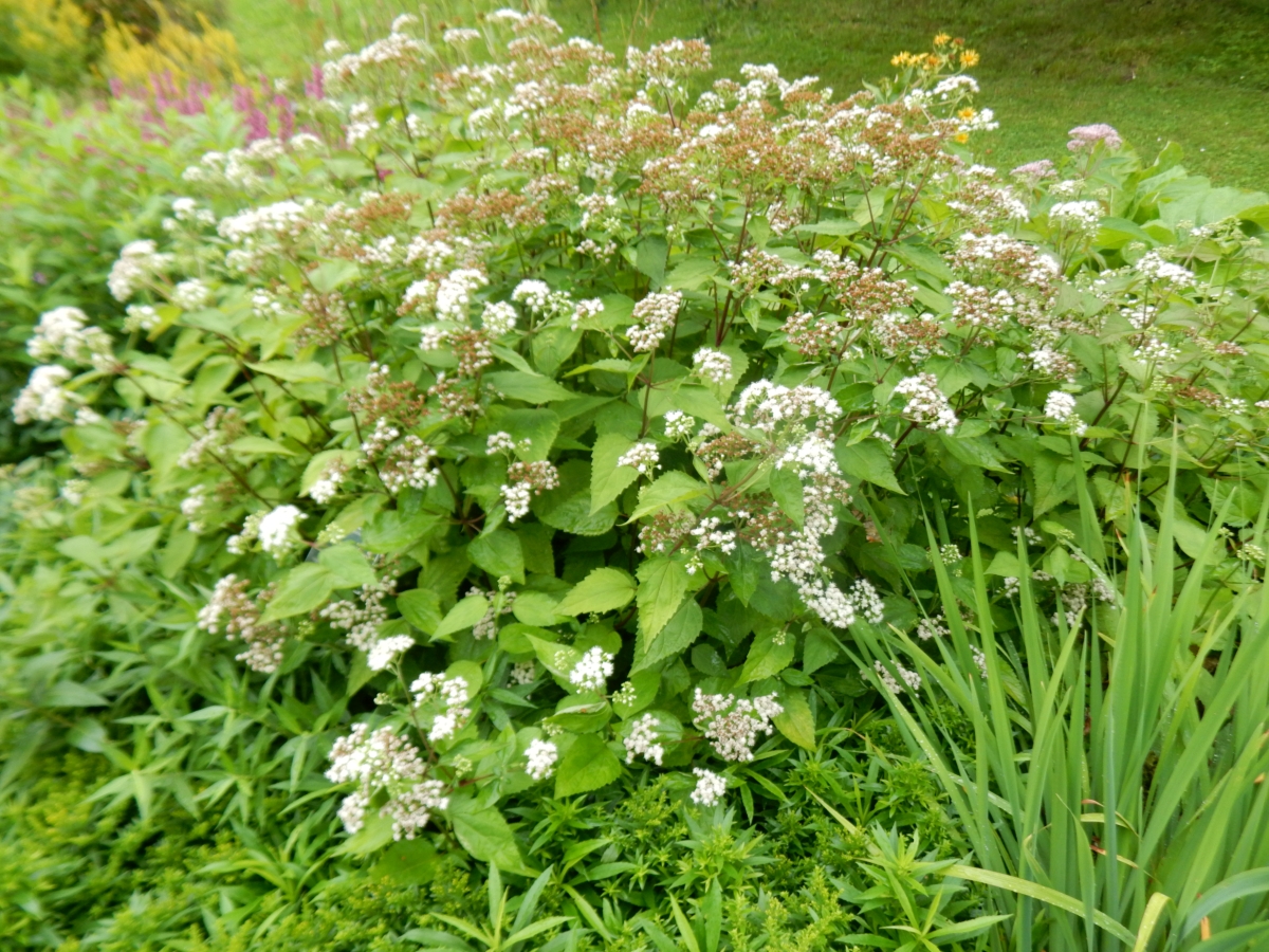 Amsonia salice: come coltivare una perenne elegante e resistente Amsonia salice: come coltivare una perenne elegante e resistente