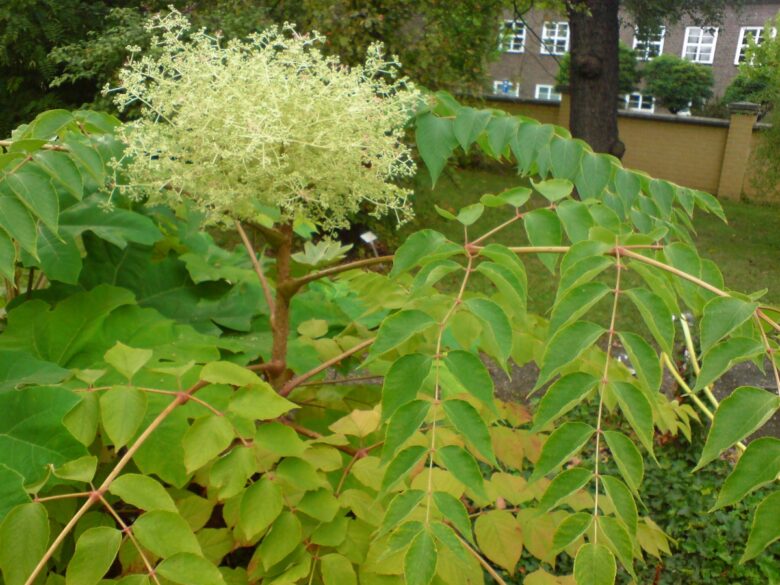 Angelica del Giappone: caratteristiche, coltivazione e cura dell’Aralia elata