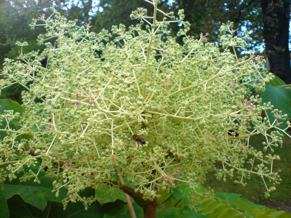 Angelica del Giappone: caratteristiche, coltivazione e cura dell’Aralia elata