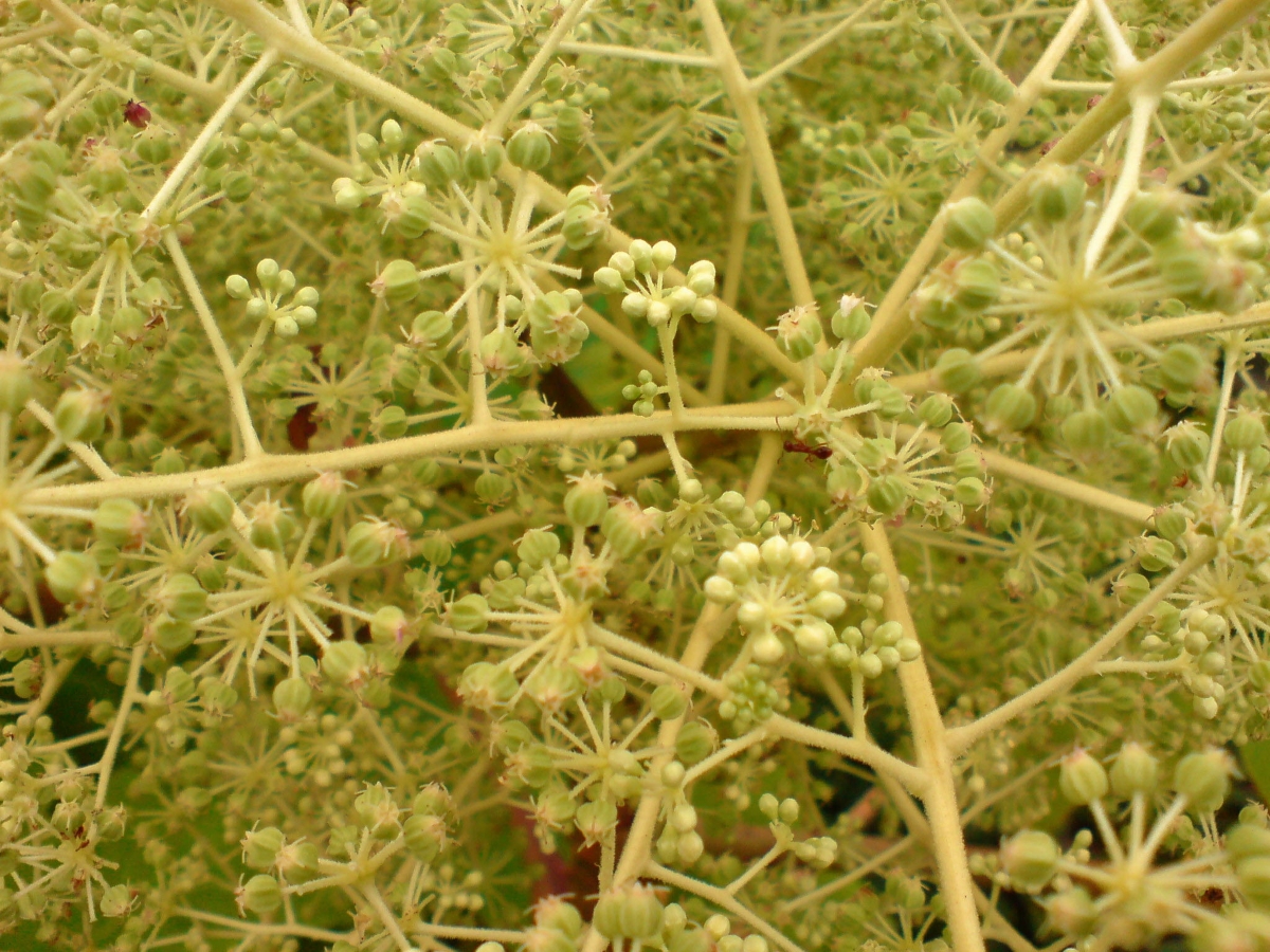 Angelica del Giappone: caratteristiche, coltivazione e cura dell’Aralia elata