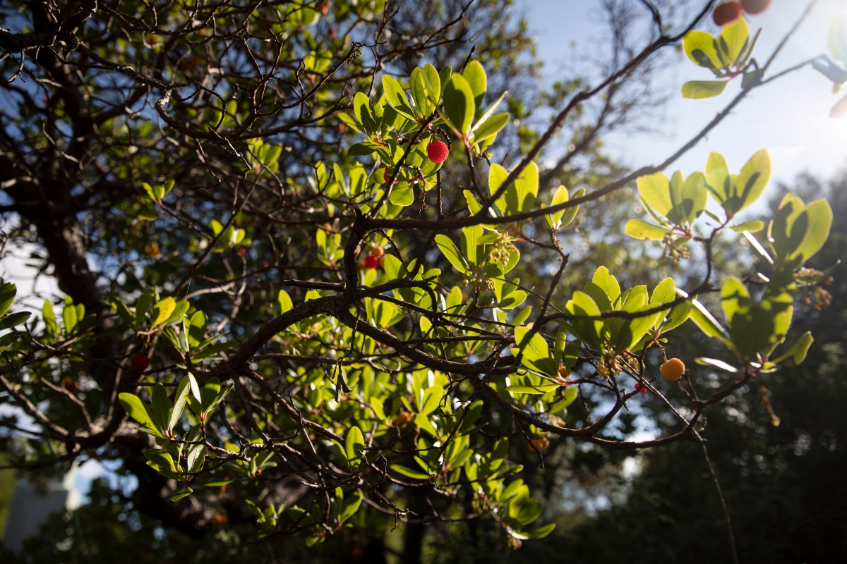 Corbezzolo: come coltivare e prendersi cura di questa splendida pianta mediterranea Corbezzolo: come coltivare e prendersi cura di questa splendida pianta mediterranea