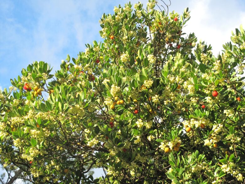 Corbezzolo: come coltivare e prendersi cura di questa splendida pianta mediterranea