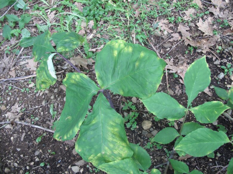 Arisaema con foglie ternate: una pianta insolita e affascinante da coltivare