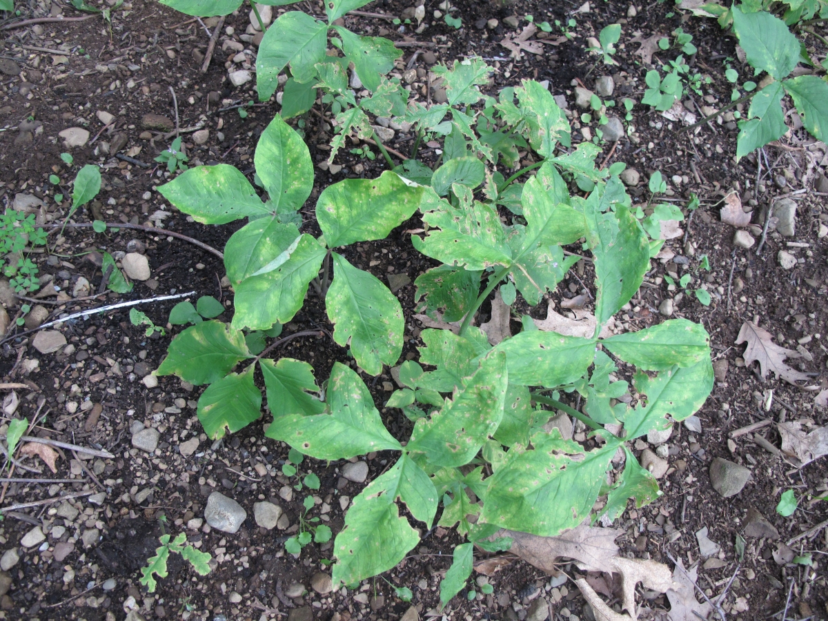 Arisaema con foglie ternate: una pianta insolita e affascinante da coltivare Arisaema con foglie ternate: una pianta insolita e affascinante da coltivare