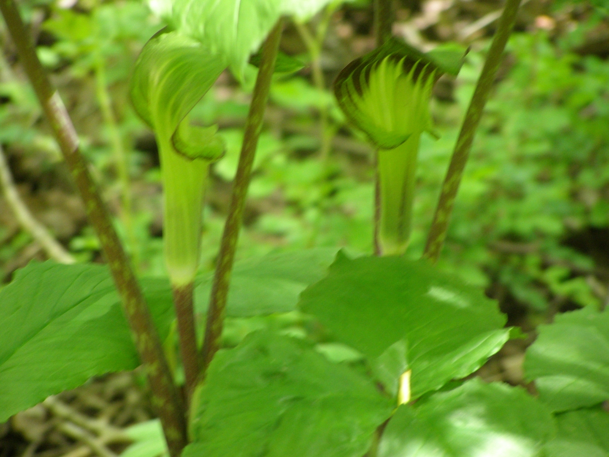 Arisaema con foglie ternate: una pianta insolita e affascinante da coltivare Arisaema con foglie ternate: una pianta insolita e affascinante da coltivare