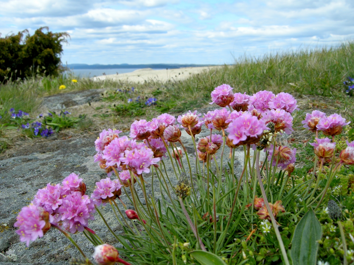 Armeria marittima: come coltivare e curare questa resistente pianta fiorita Armeria marittima: come coltivare e curare questa resistente pianta fiorita