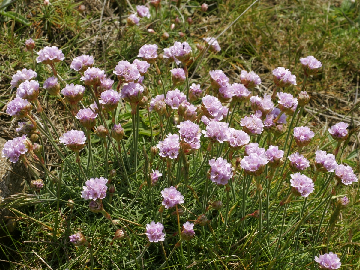 Armeria marittima: come coltivare e curare questa resistente pianta fiorita Armeria marittima: come coltivare e curare questa resistente pianta fiorita