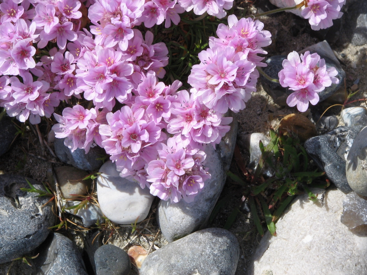 Armeria marittima: come coltivare e curare questa resistente pianta fiorita Armeria marittima: come coltivare e curare questa resistente pianta fiorita