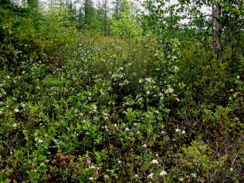 Aronia nera: come coltivare e curare questa pianta dai frutti preziosi
