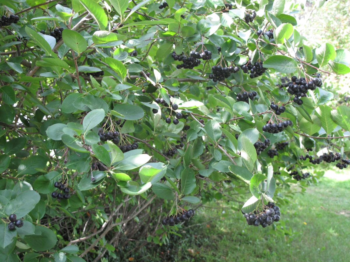Aronia nera: come coltivare e curare questa pianta dai frutti preziosi