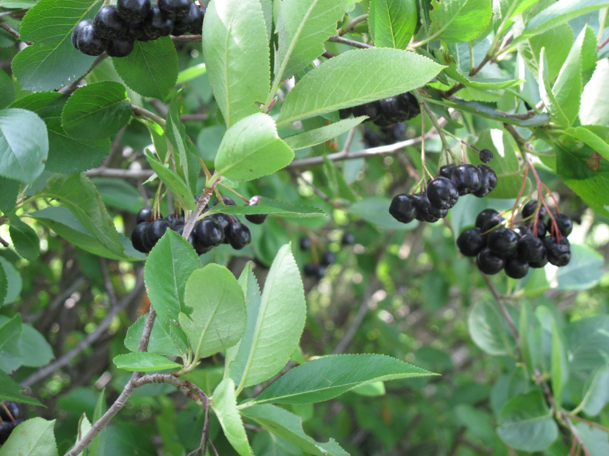 Aronia nera: come coltivare e curare questa pianta dai frutti preziosi