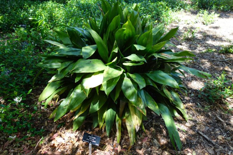 Pianta di piombo: la resistente Aspidistra che cresce anche con poche cure