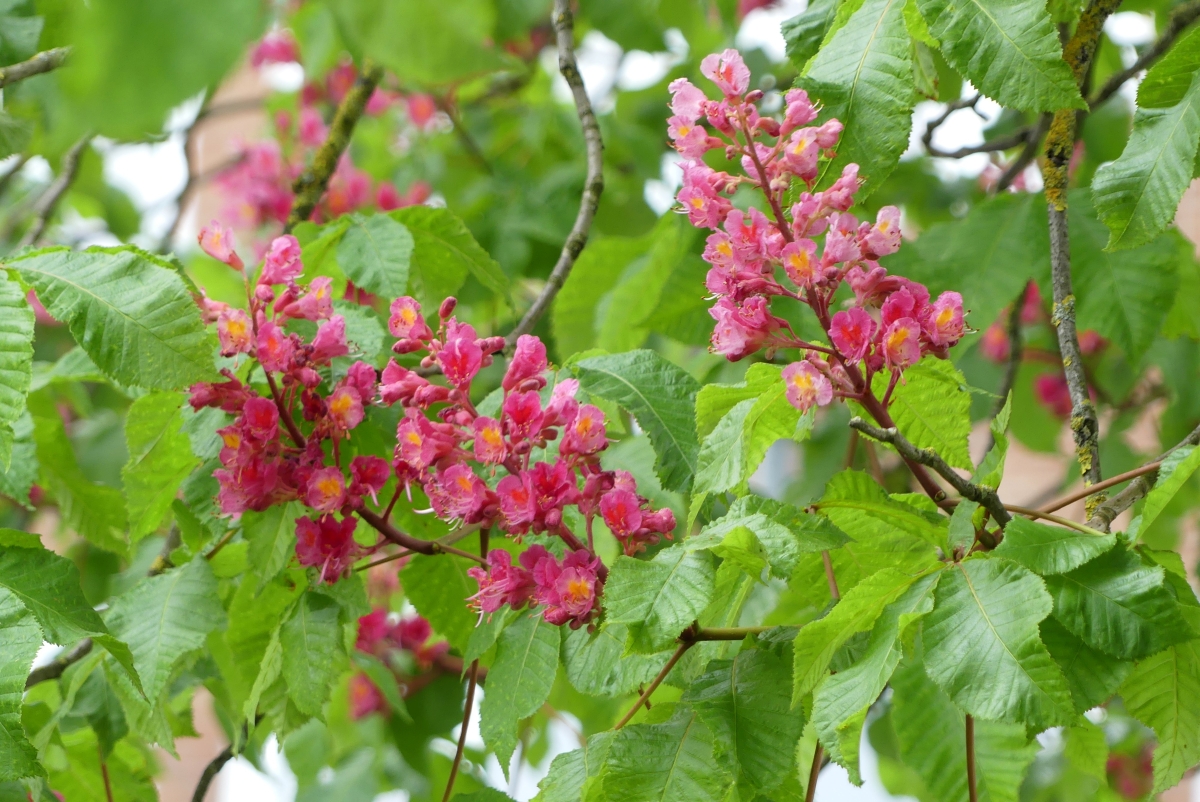 Ippocastano rosso: come coltivare l’albero dalle spettacolari fioriture