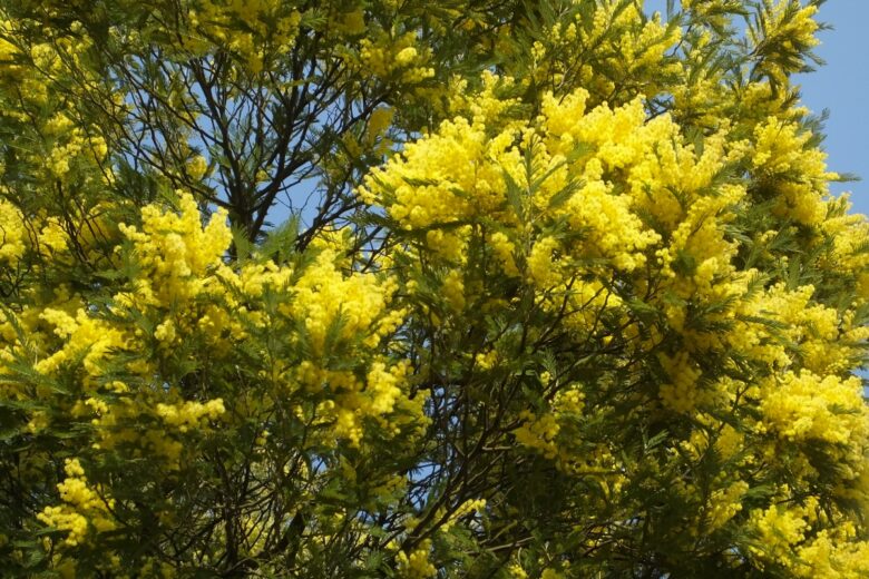 Mimosa di Bailey: come coltivare e prendersi cura di questa elegante acacia