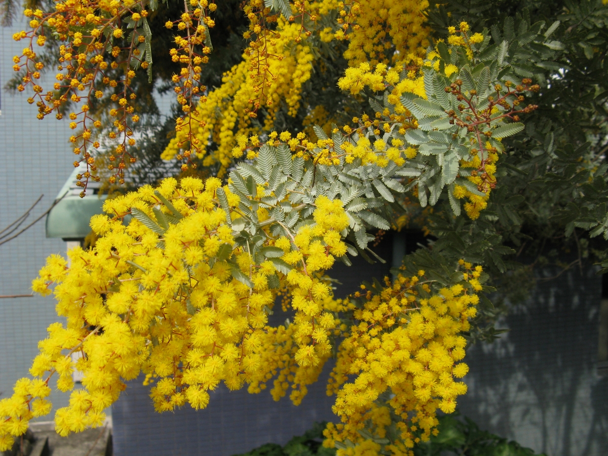 Mimosa di Bailey: come coltivare e prendersi cura di questa elegante acacia