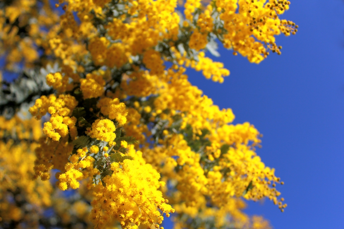 Mimosa di Bailey: come coltivare e prendersi cura di questa elegante acacia