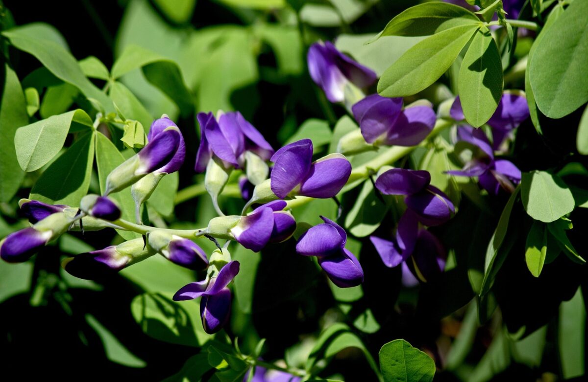 Baptisia australis: la pianta perenne dai magnifici fiori blu Baptisia australis: la pianta perenne dai magnifici fiori blu