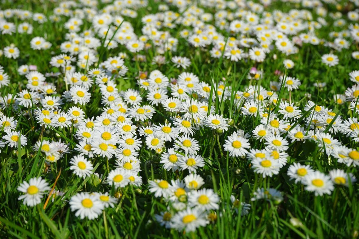 Pratolina comune: come coltivare e curare il piccolo fiore che annuncia la primavera Pratolina comune: come coltivare e curare il piccolo fiore che annuncia la primavera